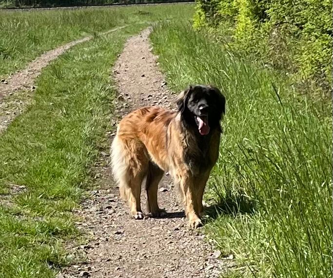 So you dite maloup Des Canines Du Revermont